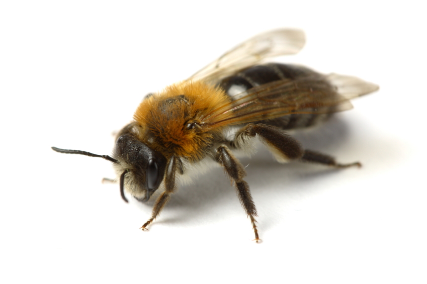 Know your bees!